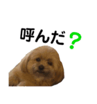 愛犬クマの日常（個別スタンプ：10）
