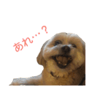愛犬クマの日常（個別スタンプ：11）