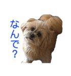 愛犬クマの日常（個別スタンプ：12）