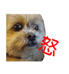 愛犬クマの日常（個別スタンプ：13）
