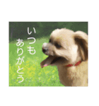 愛犬クマの日常（個別スタンプ：15）