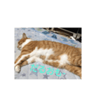 ヌコの私生活…（個別スタンプ：7）