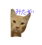 猫のネイマールとカカ（個別スタンプ：1）