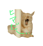 猫のネイマールとカカ（個別スタンプ：2）