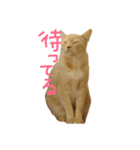 猫のネイマールとカカ（個別スタンプ：3）