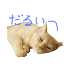 猫のネイマールとカカ（個別スタンプ：4）
