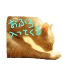 猫のネイマールとカカ（個別スタンプ：6）