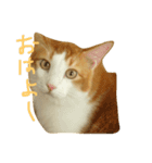 猫のネイマールとカカ（個別スタンプ：7）
