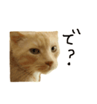 猫のネイマールとカカ（個別スタンプ：8）