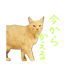 猫のネイマールとカカ（個別スタンプ：10）