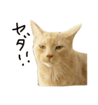 猫のネイマールとカカ（個別スタンプ：11）