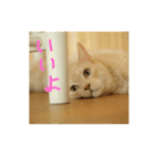 猫のネイマールとカカ（個別スタンプ：12）