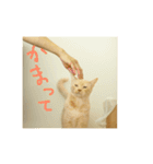 猫のネイマールとカカ（個別スタンプ：13）