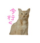 猫のネイマールとカカ（個別スタンプ：14）