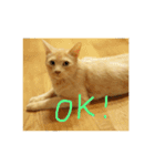 猫のネイマールとカカ（個別スタンプ：15）