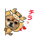 チワぽん(お正月バージョン)（個別スタンプ：1）