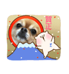 チワぽん(お正月バージョン)（個別スタンプ：2）