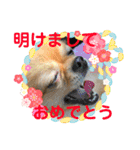 チワぽん(お正月バージョン)（個別スタンプ：4）