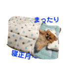 チワぽん(お正月バージョン)（個別スタンプ：9）