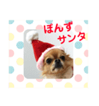 チワぽん(お正月バージョン)（個別スタンプ：12）