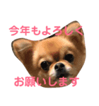 チワぽん(お正月バージョン)（個別スタンプ：16）