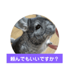 うさぎのち晴れ♪
時々⭐ちんちら④（個別スタンプ：1）