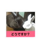 うさぎのち晴れ♪
時々⭐ちんちら④（個別スタンプ：2）