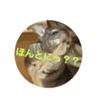 うさぎのち晴れ♪
時々⭐ちんちら④（個別スタンプ：4）