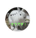 うさぎのち晴れ♪
時々⭐ちんちら④（個別スタンプ：5）