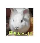 うさぎのち晴れ♪
時々⭐ちんちら④（個別スタンプ：6）