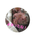 うさぎのち晴れ♪
時々⭐ちんちら④（個別スタンプ：7）
