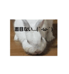 うさぎのち晴れ♪
時々⭐ちんちら④（個別スタンプ：10）