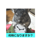 うさぎのち晴れ♪
時々⭐ちんちら④（個別スタンプ：11）