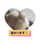 うさぎのち晴れ♪
時々⭐ちんちら④（個別スタンプ：12）
