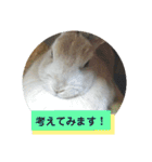 うさぎのち晴れ♪
時々⭐ちんちら④（個別スタンプ：13）