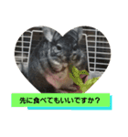 うさぎのち晴れ♪
時々⭐ちんちら④（個別スタンプ：14）