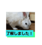 うさぎのち晴れ♪
時々⭐ちんちら④（個別スタンプ：16）