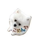 ポメラニアンの愛犬パールの実写スタンプ（個別スタンプ：4）