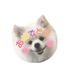 ポメラニアンの愛犬パールの実写スタンプ（個別スタンプ：5）