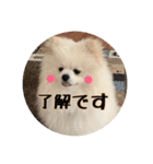 ポメラニアンの愛犬パールの実写スタンプ（個別スタンプ：6）