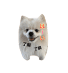 ポメラニアンの愛犬パールの実写スタンプ（個別スタンプ：7）