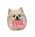 ポメラニアンの愛犬パールの実写スタンプ（個別スタンプ：8）