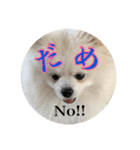 ポメラニアンの愛犬パールの実写スタンプ（個別スタンプ：9）