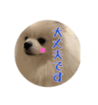 ポメラニアンの愛犬パールの実写スタンプ（個別スタンプ：10）