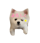 ポメラニアンの愛犬パールの実写スタンプ（個別スタンプ：12）
