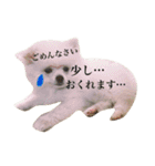 ポメラニアンの愛犬パールの実写スタンプ（個別スタンプ：14）