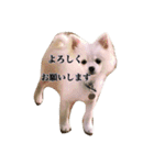 ポメラニアンの愛犬パールの実写スタンプ（個別スタンプ：15）