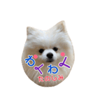 ポメラニアンの愛犬パールの実写スタンプ（個別スタンプ：17）