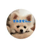 ポメラニアンの愛犬パールの実写スタンプ（個別スタンプ：21）