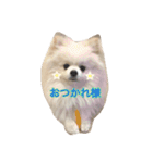 ポメラニアンの愛犬パールの実写スタンプ（個別スタンプ：22）